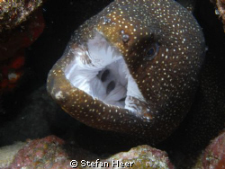 Nice moray is opening its mouth! Was careful with my fing... by Stefan Heer 